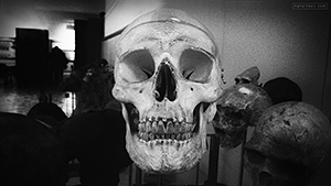 prehistoric skull : pigorini museum : rome