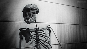 skeleton : pigorini museum : rome