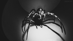 spider : pigorini museum : rome